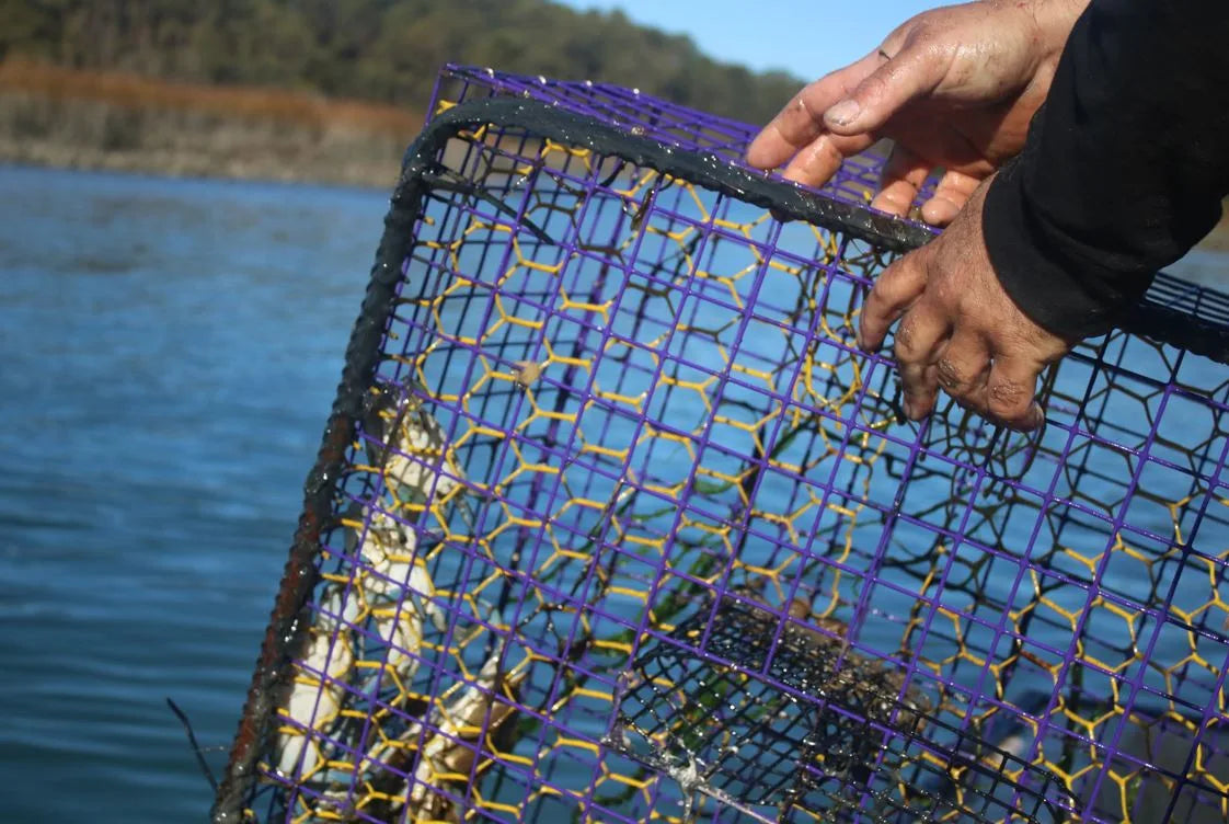 Maryland watermen bringing in blue crabs during the season