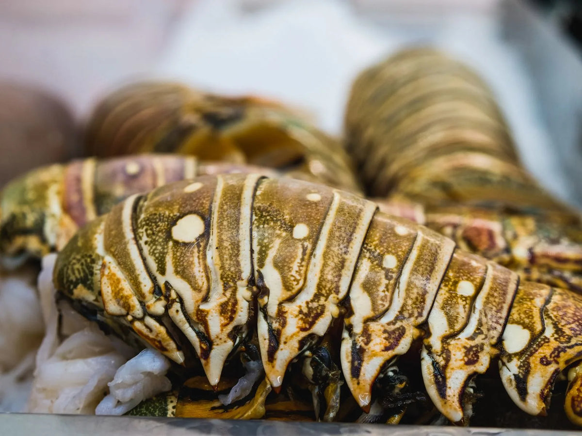 Fresh lobster tails on ice