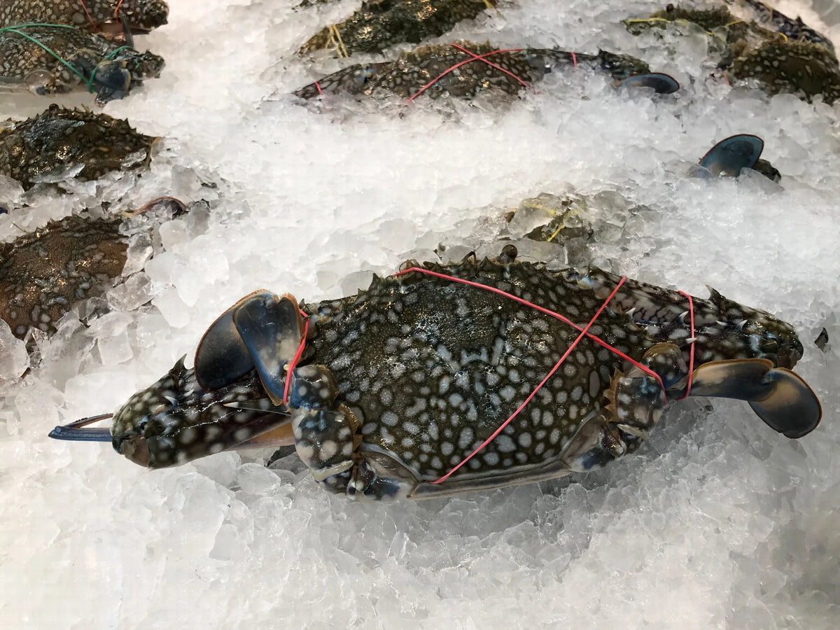 Blue crabs arranged on ice for nationwide seafood delivery
