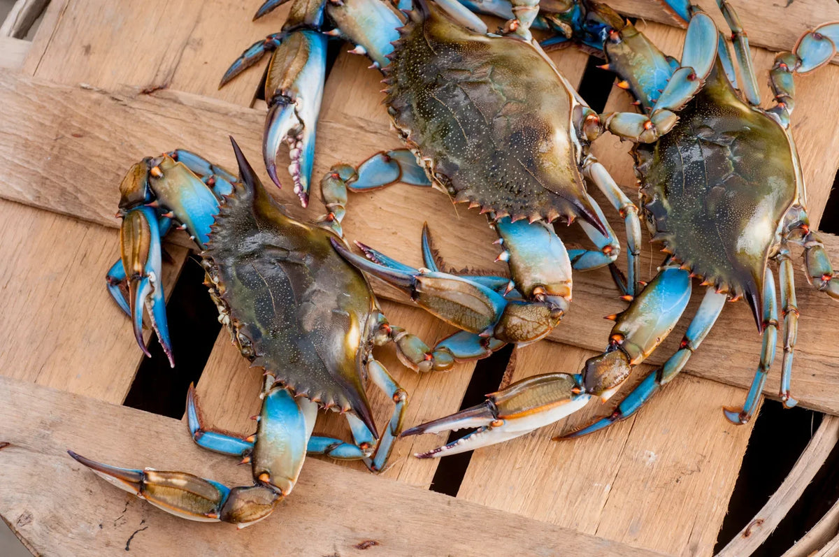 A large pile of steamed Maryland blue crabs