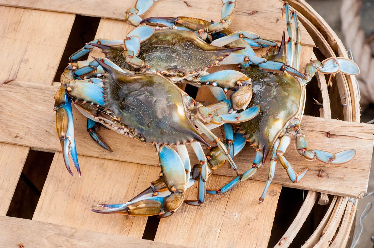 Steamed Maryland blue crabs stacked for a feast