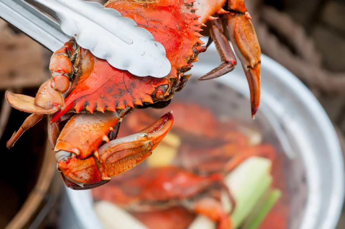 Steamed Maryland blue crabs fresh from the pot