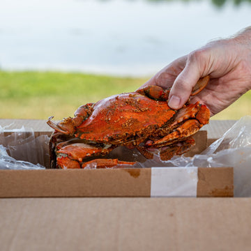 Steamed medium female blue crab lifted out of a shipping box