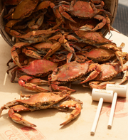Two dozen large steamed blue crabs spilling onto crab paper