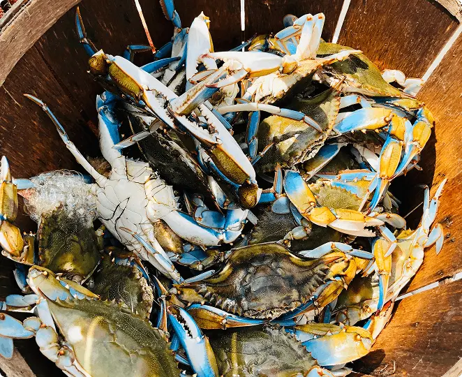 Harbour House Crabs