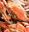 Hard Shell Crabs - HEAVYWEIGHTS - 7 inch PLUS