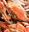 Hard Shell Crabs - HEAVYWEIGHTS - 7 inch PLUS (or Biggest Available)