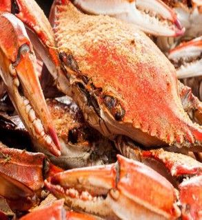 Hard Shell Crabs - HEAVYWEIGHTS - 7 inch PLUS