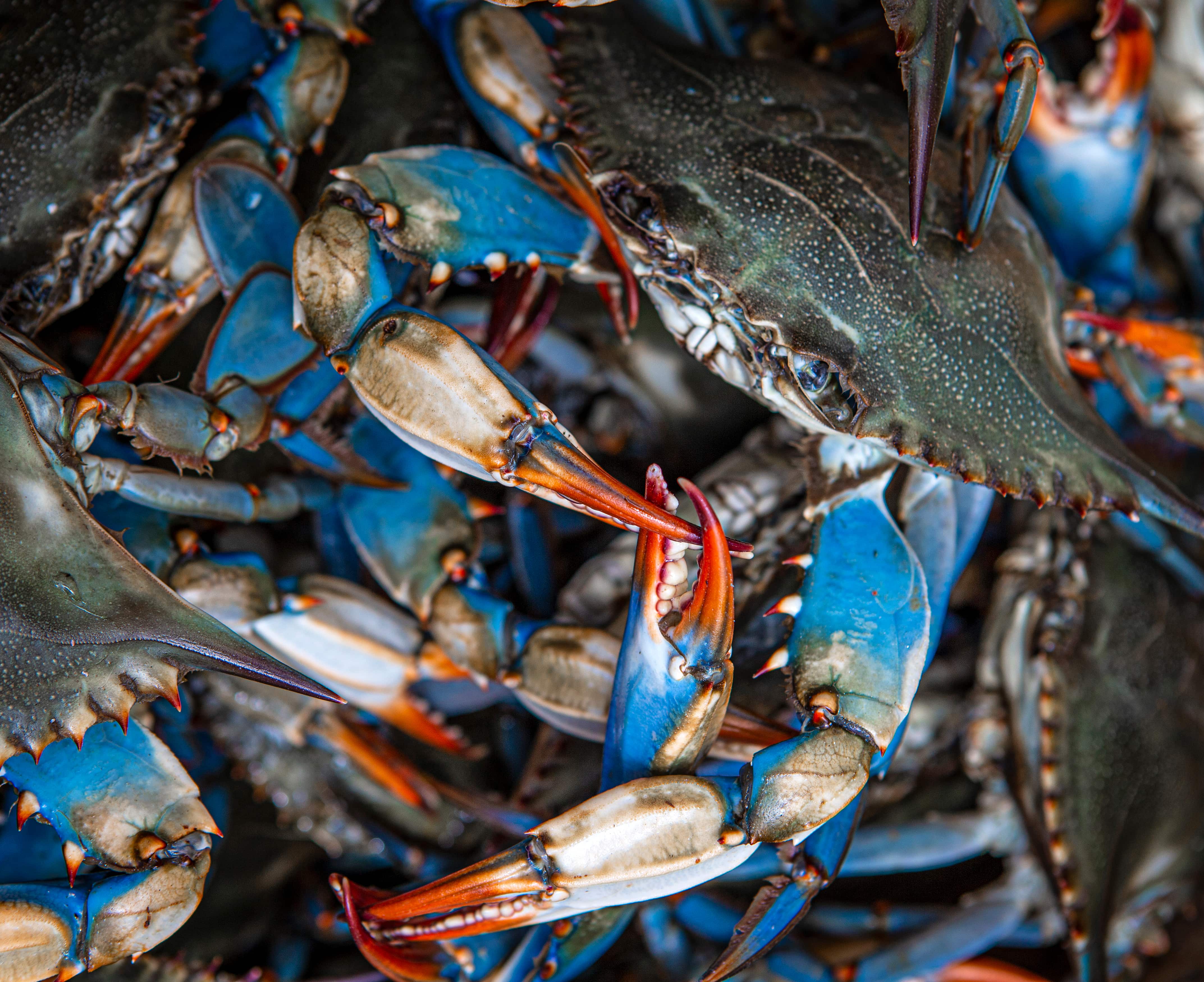 Blue claw crabs