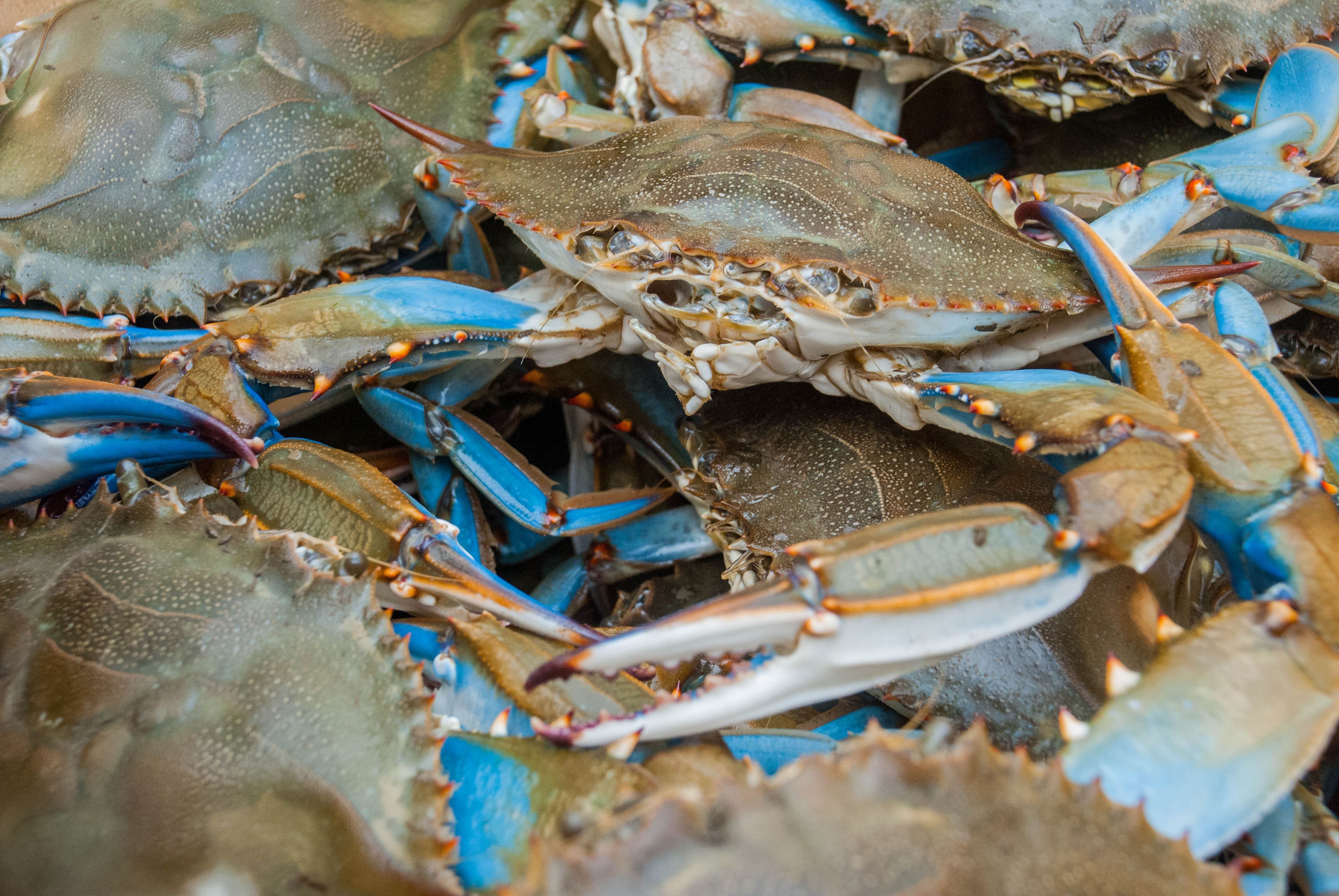 fresh blue crabs