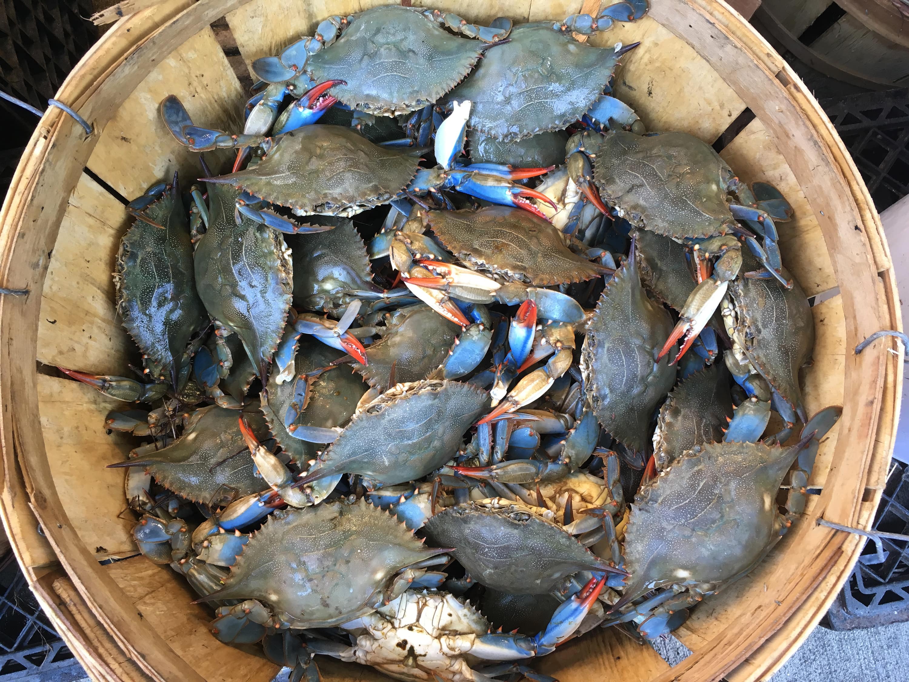 Bucket filled with blue crabs